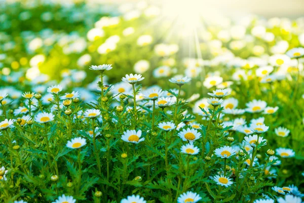 Kwiaty rumianku, oświetlony przez światło słoneczne — Zdjęcie stockowe