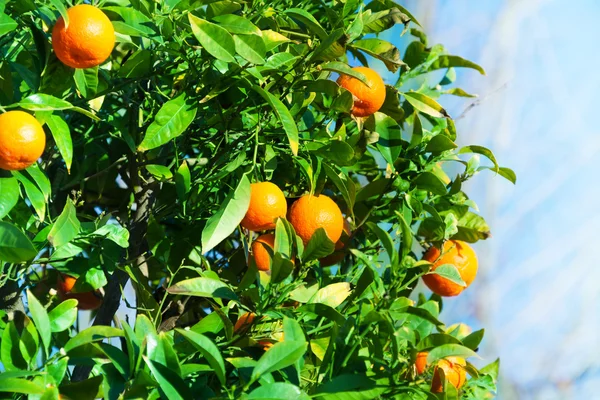 Ripe tangerines on the bush