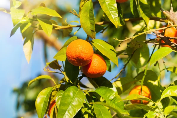Drzewo z mandarynki — Zdjęcie stockowe