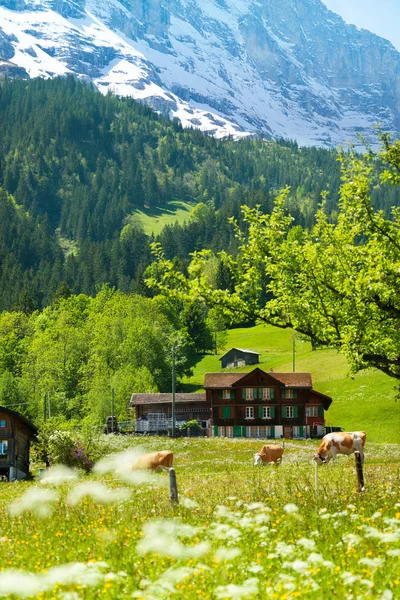 Hintergrund Alpen — Stockfoto