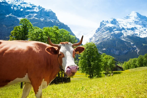 Смешная корова с длинным языком — стоковое фото
