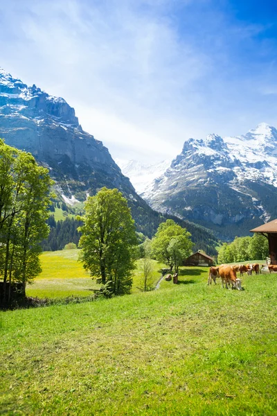 Schweiz landskap — Stockfoto