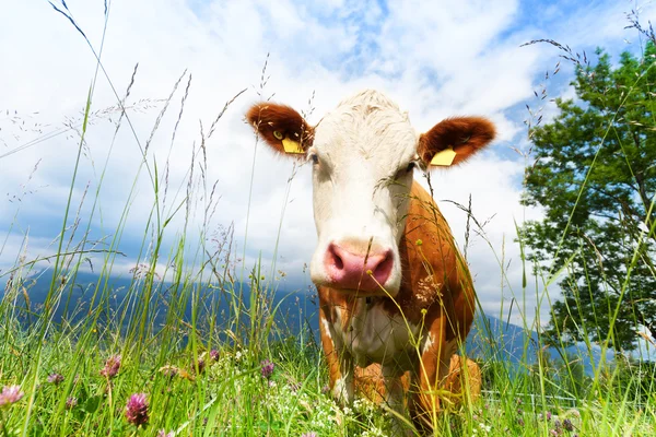 Szczelnie-do góry fajny krowy — Zdjęcie stockowe