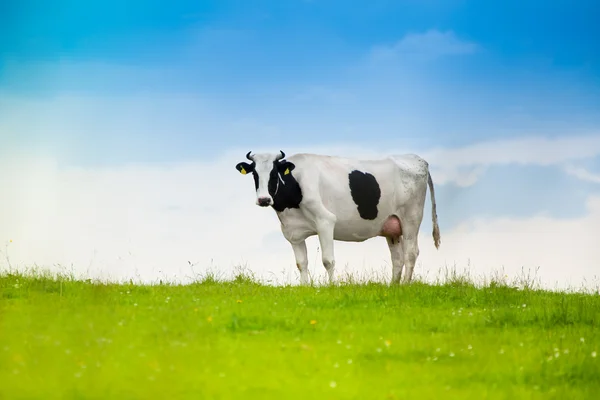 Zwart-witte koe — Stockfoto