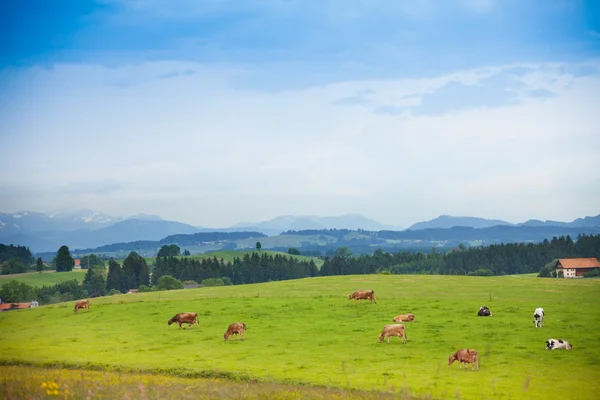 Много коров на поле — стоковое фото