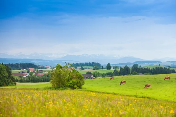 Коровы на зеленом летнем поле — стоковое фото