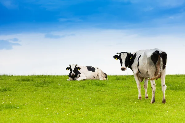 Duas vacas pretas e brancas — Fotografia de Stock