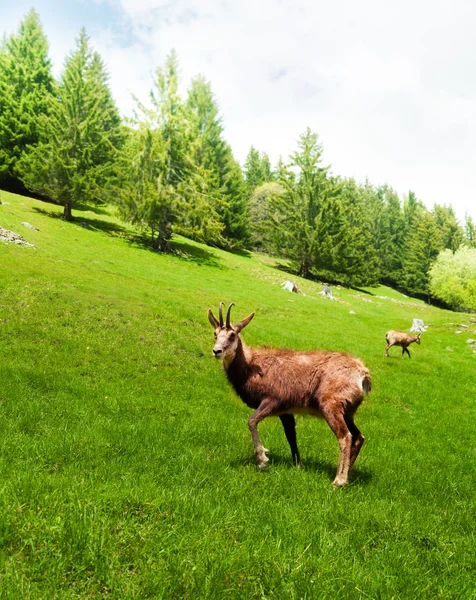 Chamois en el prado de la montaña — Foto de Stock