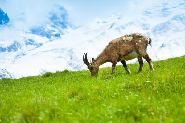 Chamois på betet — Stockfoto