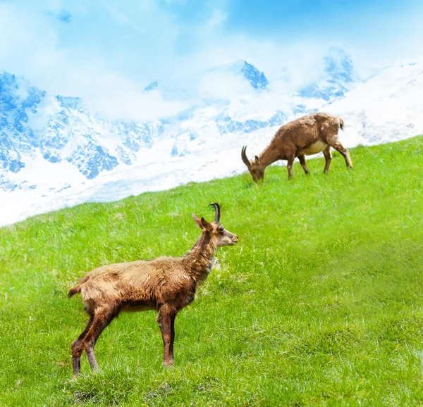 Two mountain goats — Stock Photo, Image