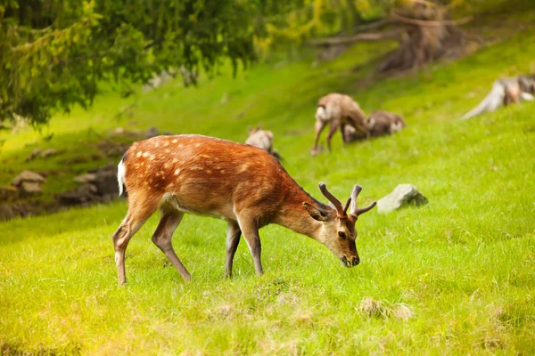 Cervo al pascolo — Foto Stock