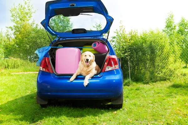 Dog and luggage in the car trunk — Stock Photo, Image