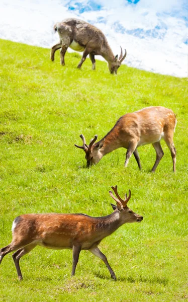 Troupeau de cerfs broutant dans la prairie — Photo