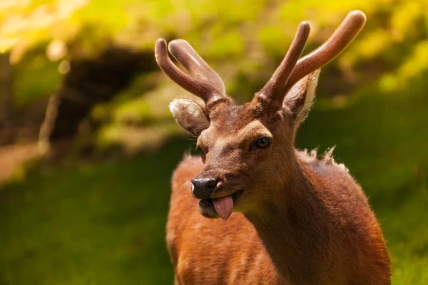 Underhållande rådjur — Stockfoto