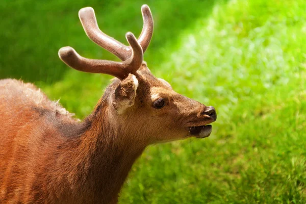 Porträtt av en ung hjort — Stockfoto