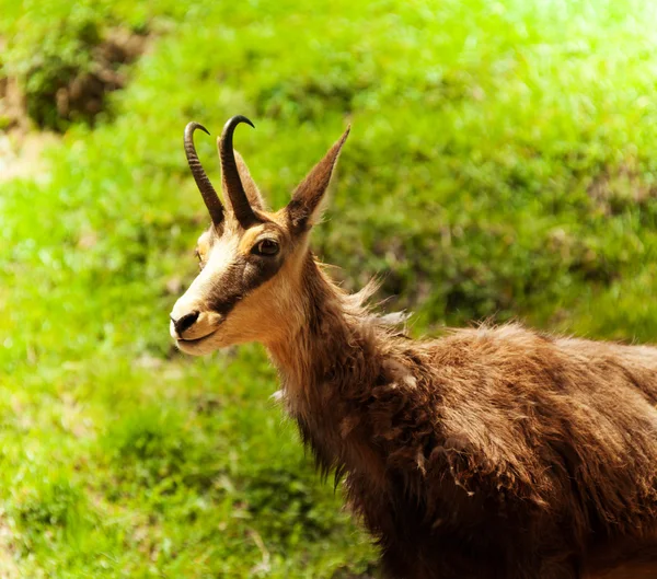 Chamois dans le pâturage — Photo