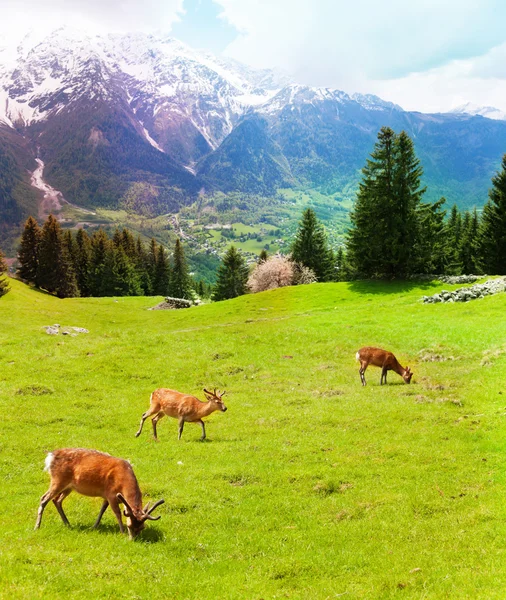 Troupeau de cerfs dans les montagnes — Photo