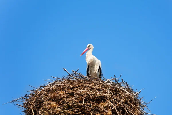 Ptak bocian w gnieździe — Zdjęcie stockowe