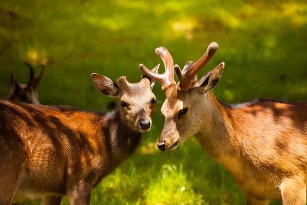 Dos ciervos jóvenes — Foto de Stock