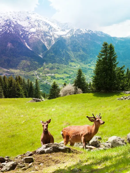 Deer op de berg grasland — Stockfoto