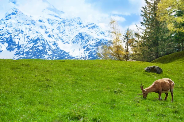 Kozorožec na horské pastviny — Stock fotografie