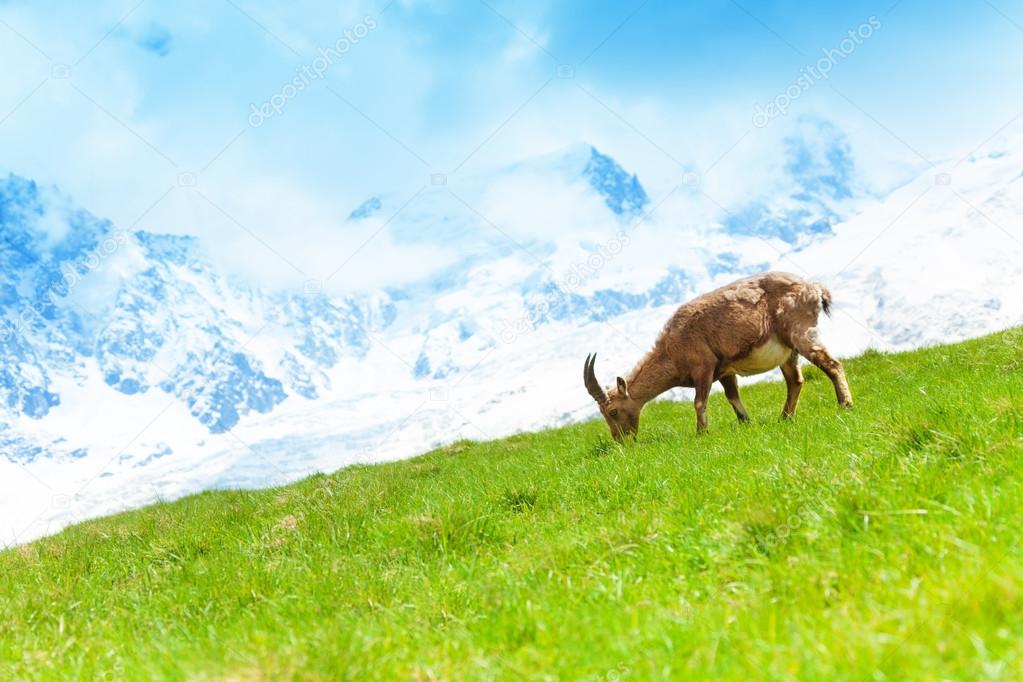 Mountain goat in the pasture