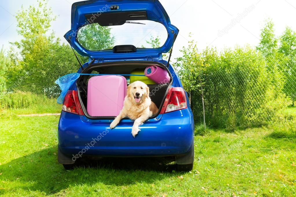Dog and luggage in the car trunk