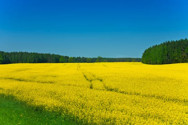 Campo de colza amarelo — Fotografia de Stock