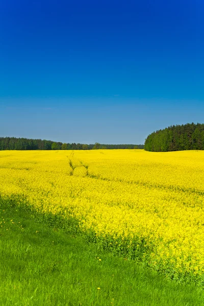 Campo amarelo de colza — Fotografia de Stock