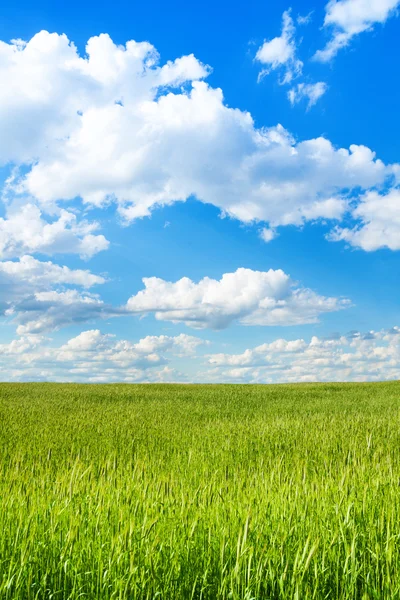 Wheat and sky — Stock Photo, Image