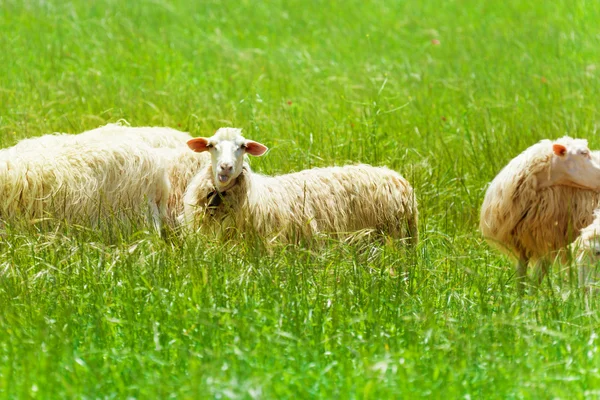 One beautiful sheep in the field — Stock Photo, Image