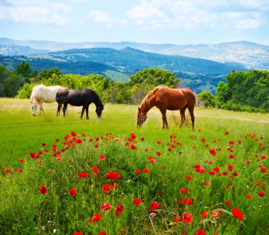 There horses grazing grass clipart