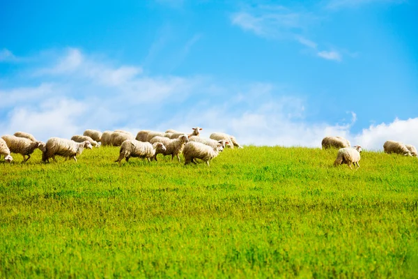 Moutons sur fond de ciel propre — Photo