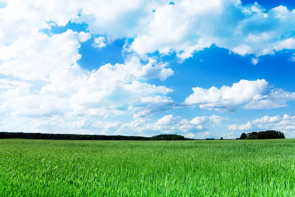 Campo verde de trigo na primavera — Fotografia de Stock