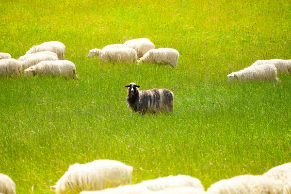 Fekete bárány — Stock Fotó