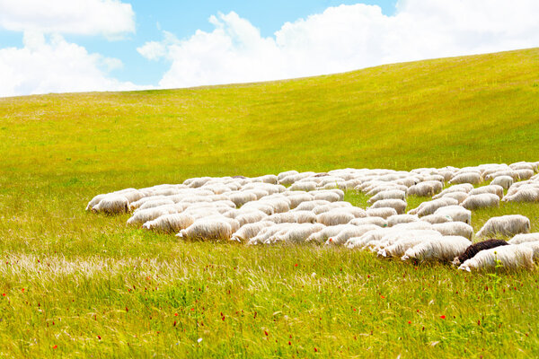 Sheep grazing