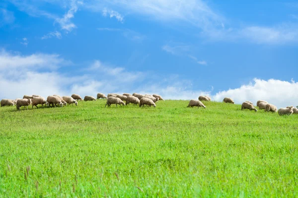 Herd of sheep in sheep — Stock Photo, Image