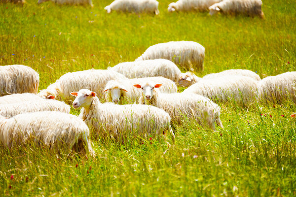 Sheep herd on the farm
