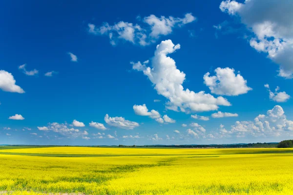 Geel koolzaad veld en wolken — Stockfoto