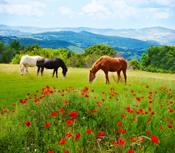 Lá cavalos que pastam grama — Fotografia de Stock