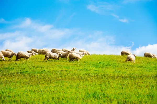Sheep over clean sky background Stock Picture