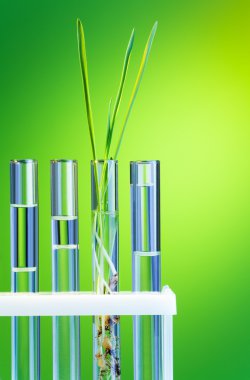 tüp içinde yeşil Filiz