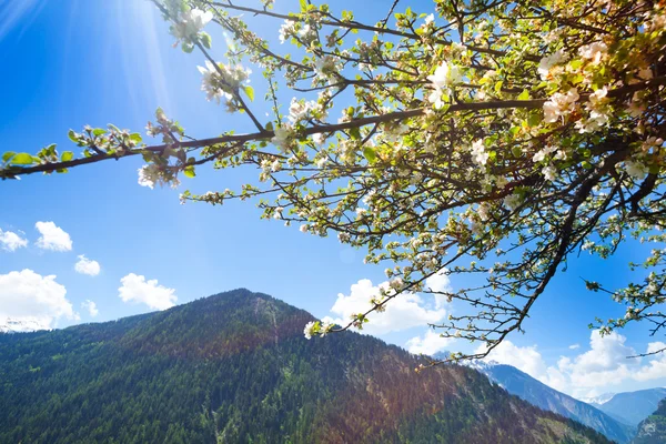 Hora v zelené s Kvetoucí strom parta — Stock fotografie