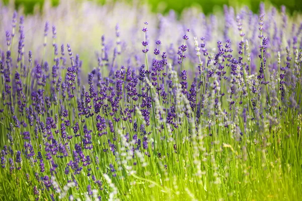 Tarlada lavanta çiçekleri — Stok fotoğraf