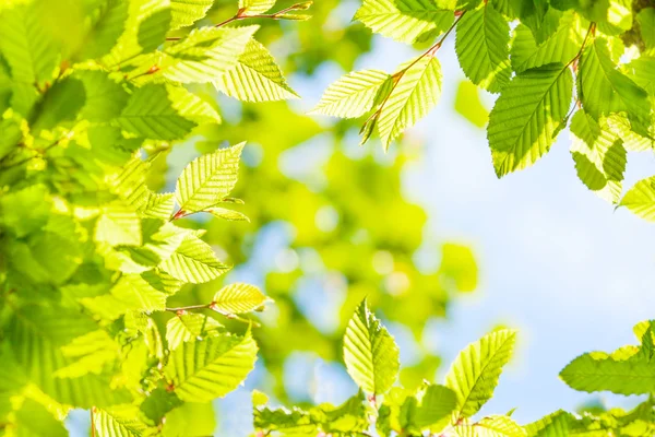 Spring leaves background — Stock Photo, Image