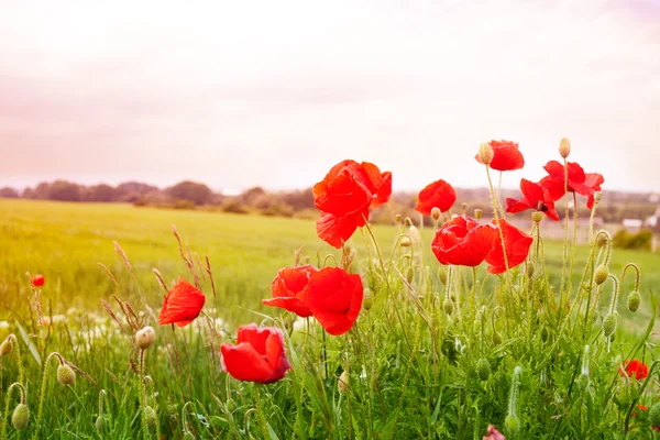 Kırmızı gelincik çiçekleri — Stok fotoğraf