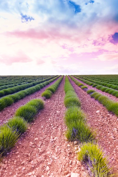 Sunrise over young lavender field — Stock Photo, Image