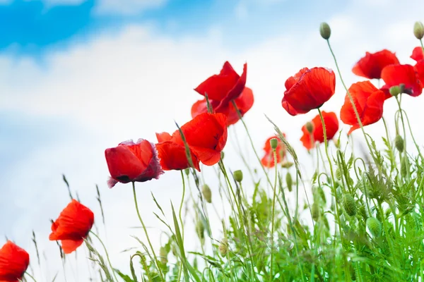 Poppies red flowers — Stock Photo, Image