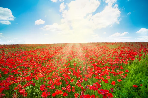 Amapolas flores rojas — Foto de Stock