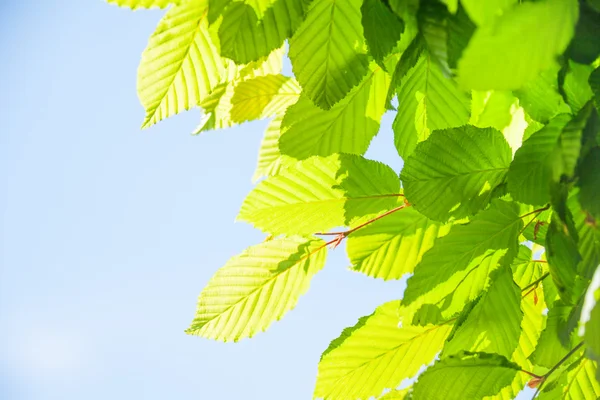 Hojas verdes — Foto de Stock